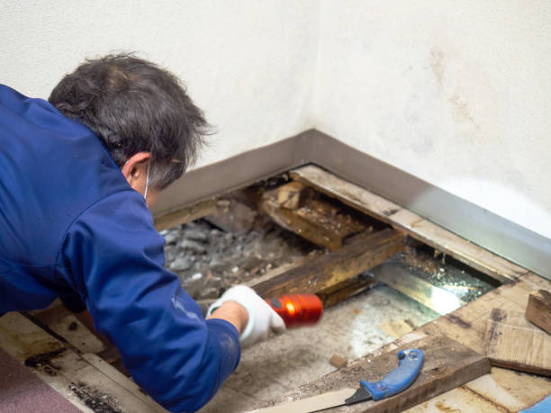 Best HVAC Mold Remediation in Seabrook, MD