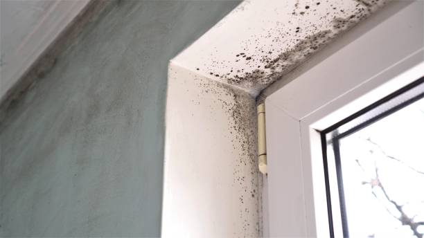Best Post-Flood Mold Remediation in Seabrook, MD